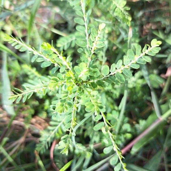 Phyllanthus amarus Lehti