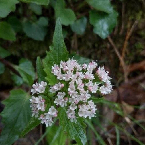 Valeriana tripteris Flors