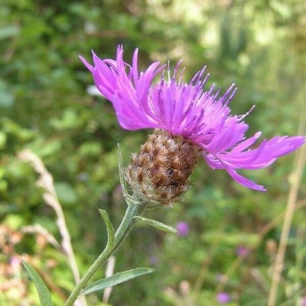 Centaurea × gerstlaueri Flor