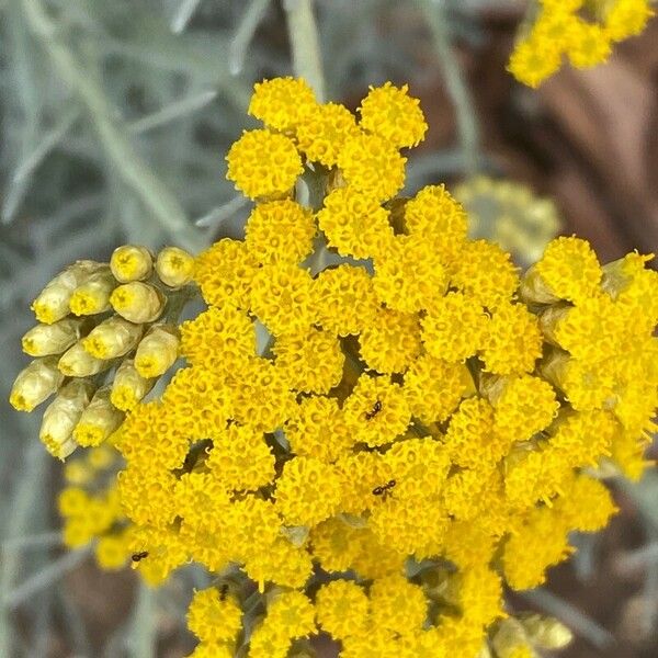 Helichrysum stoechas Flors