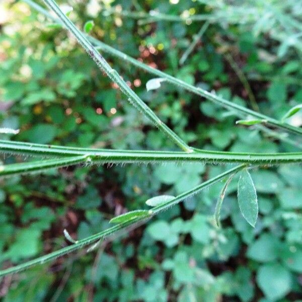 Cytisus scoparius Листок