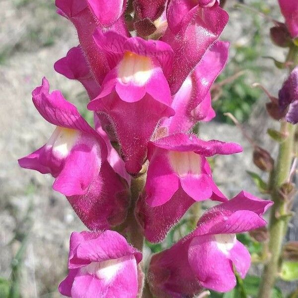 Antirrhinum majus Flower