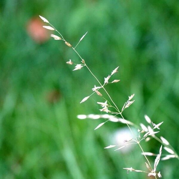 Poa pratensis Blad