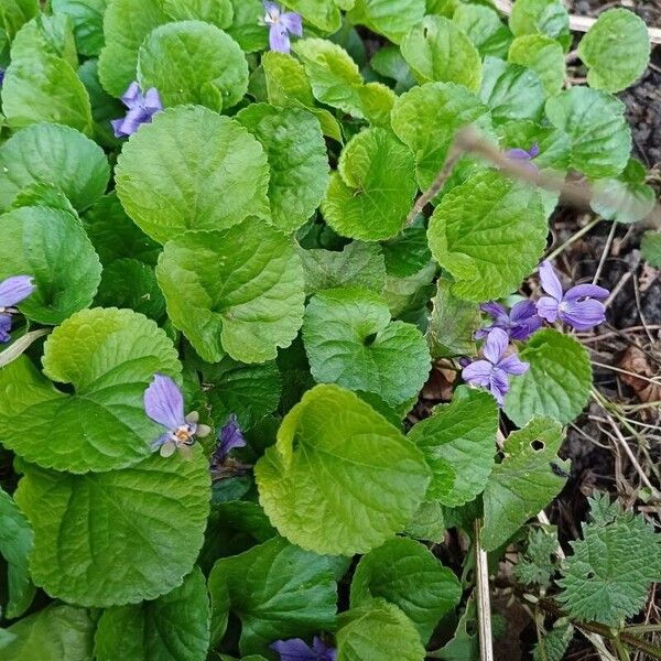 Viola odorata Blad