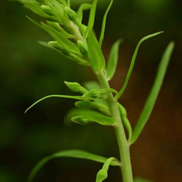 Epipactis muelleri Floare