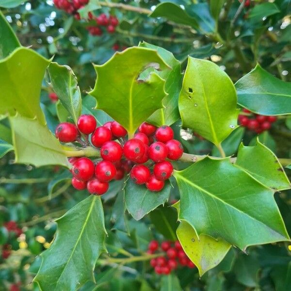 Ilex aquifolium Fruit