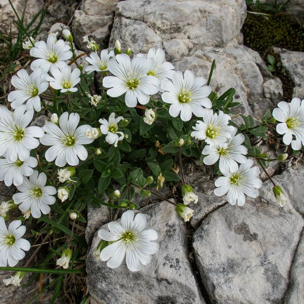 Cerastium latifolium Flower