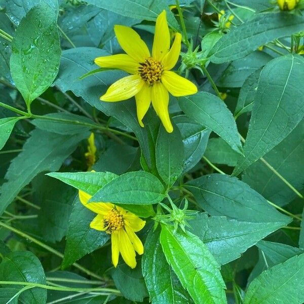 Helianthus decapetalus 花