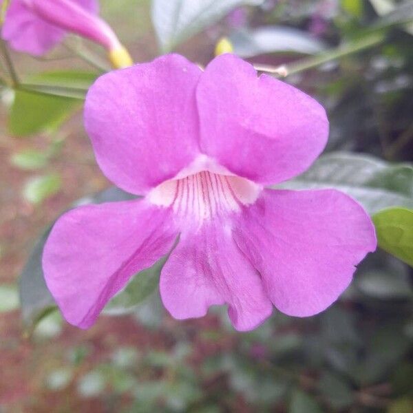 Bignonia magnifica Flor