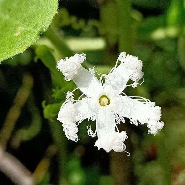 Trichosanthes cucumerina ᱵᱟᱦᱟ