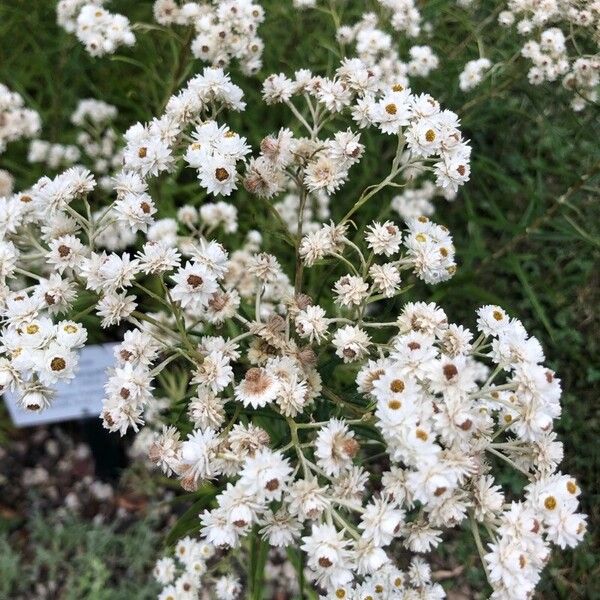 Anaphalis margaritacea 花