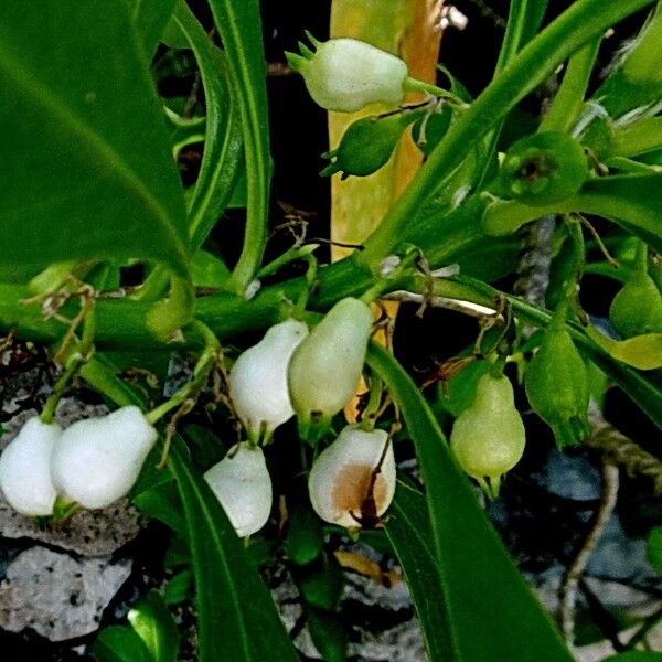 Scaevola plumieri Fruto