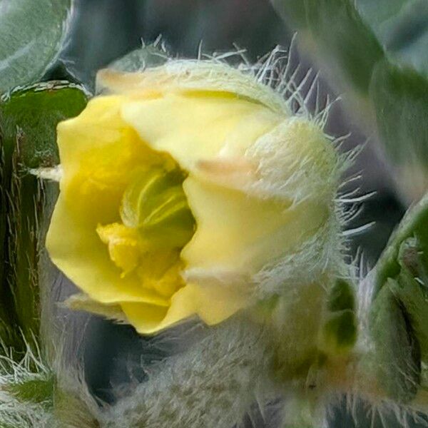 Tribulus terrestris Flower