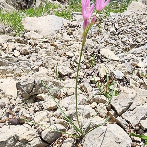 Allium longisepalum Habitat