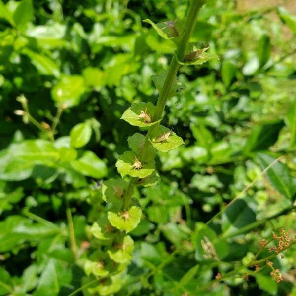 Triodanis perfoliata Leaf