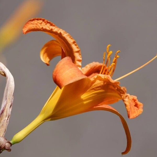 Hemerocallis fulva अन्य