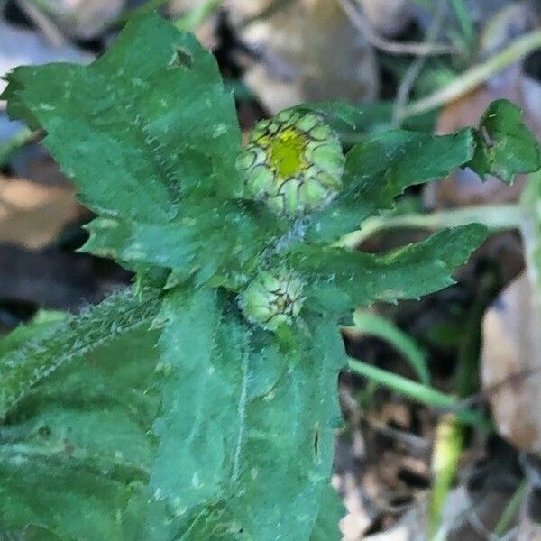 Pulicaria vulgaris Other