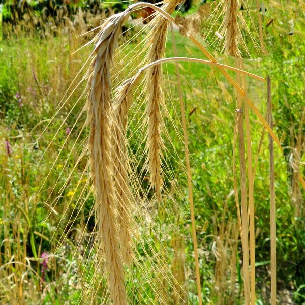 Secale cereale Fruto