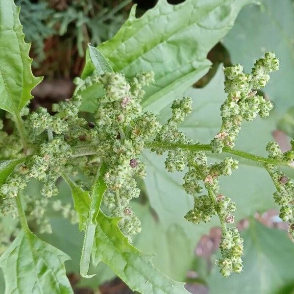 Chenopodiastrum murale Blomma