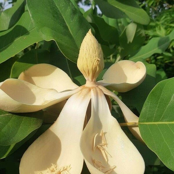 Magnolia delavayi Fleur