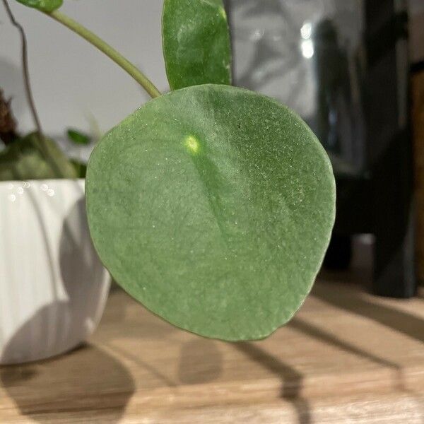 Pilea peperomioides Лист