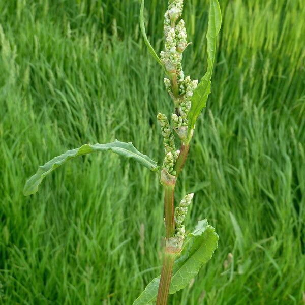 Rumex crispus Кветка