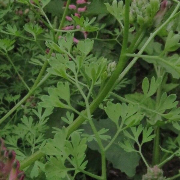 Fumaria officinalis Feuille