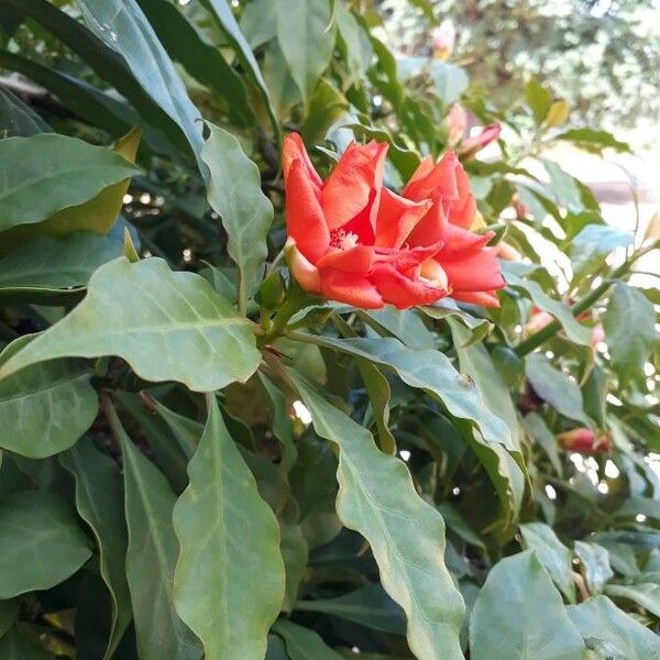 Leuenbergeria bleo Flors