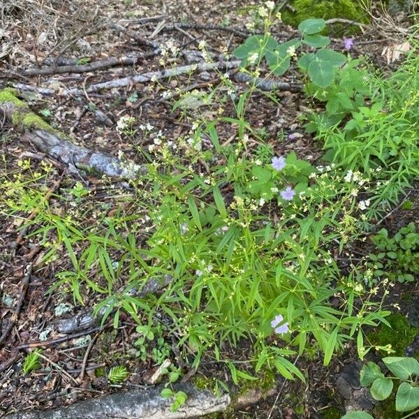 Galium aristatum Costuma