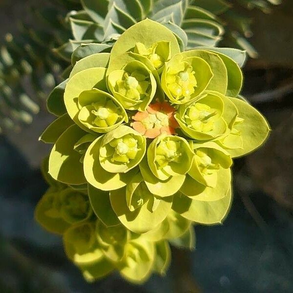 Euphorbia myrsinites Žiedas