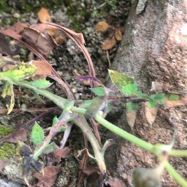 Sonchus oleraceus Fuelha