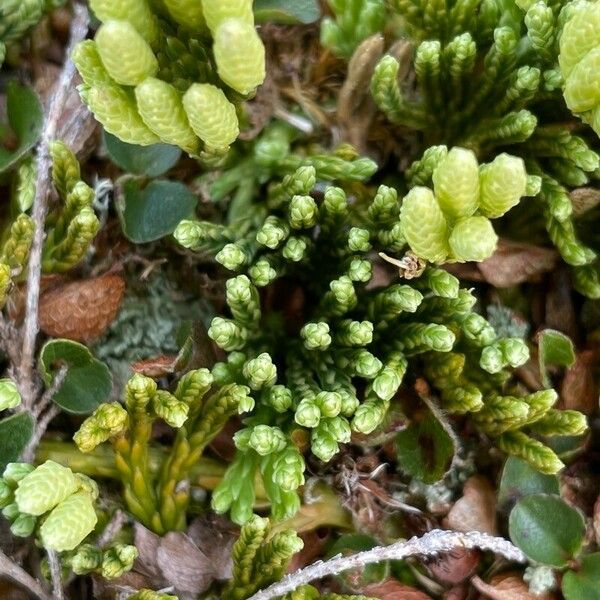 Lycopodium alpinum পাতা