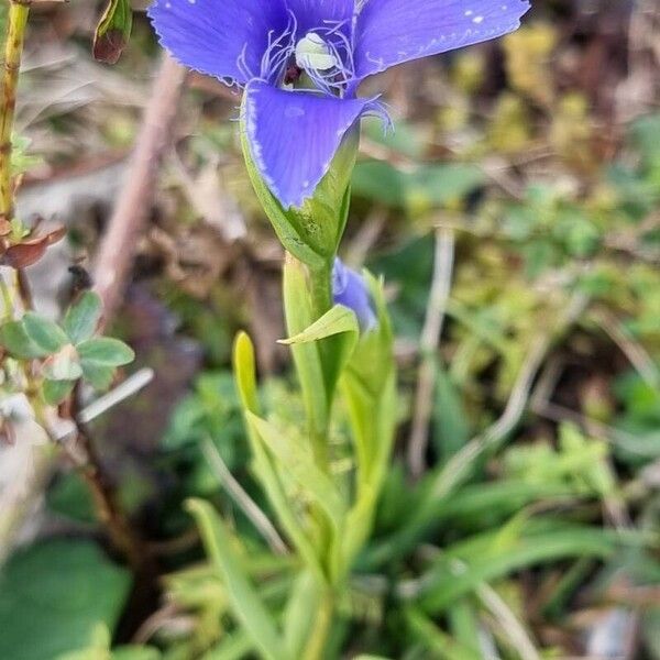 Gentianopsis ciliata Blodyn