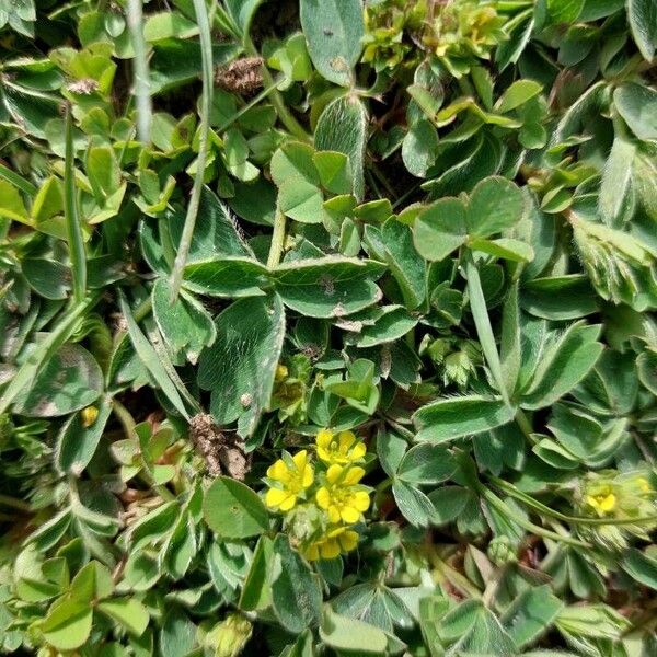 Sibbaldia procumbens Hostoa