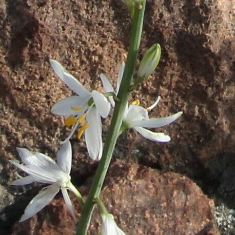 Anthericum liliago Квітка