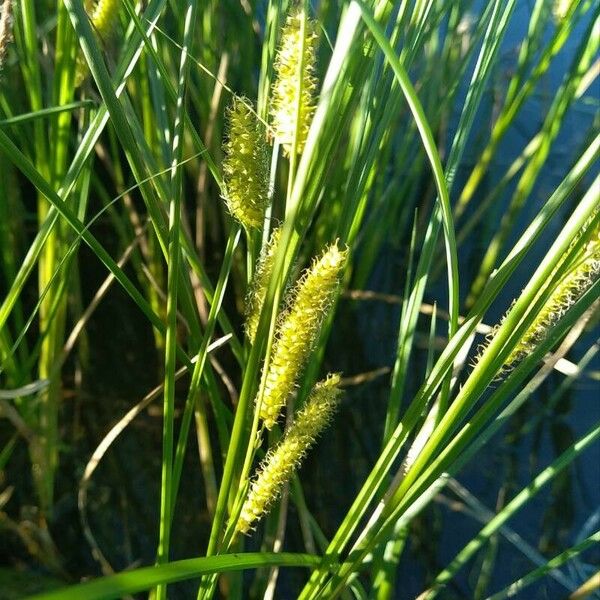 Carex rostrata Flower