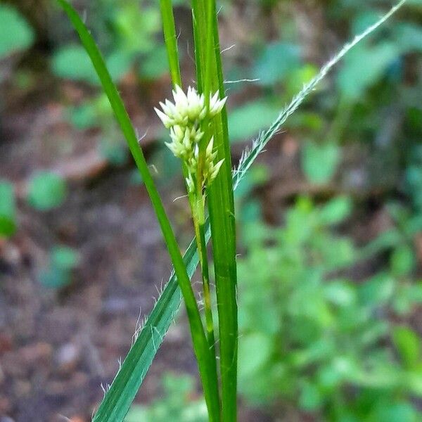 Luzula luzuloides Flower