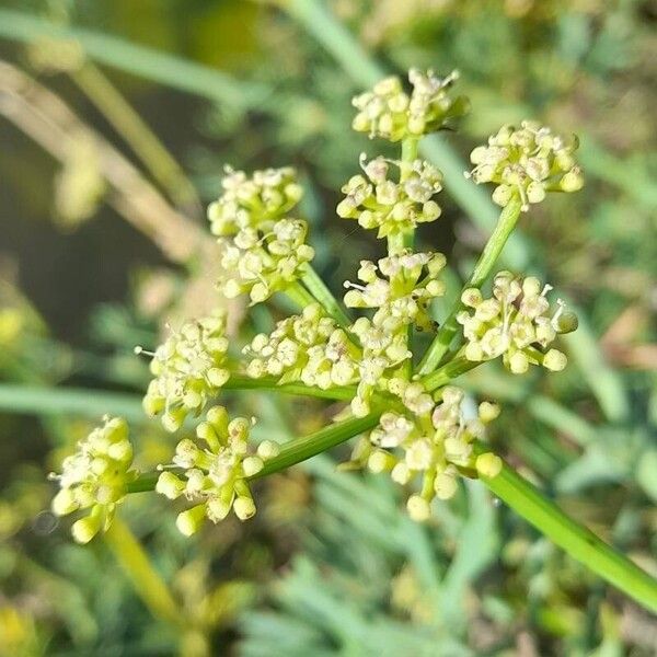 Crithmum maritimum 花