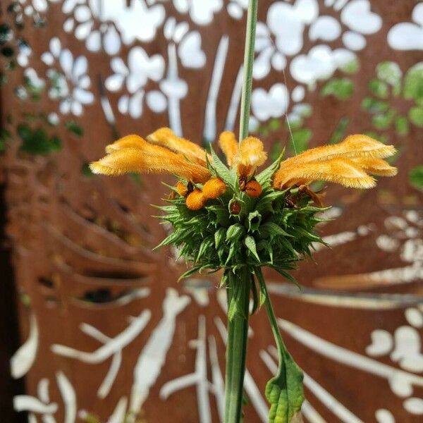 Leonotis nepetifolia Bloem