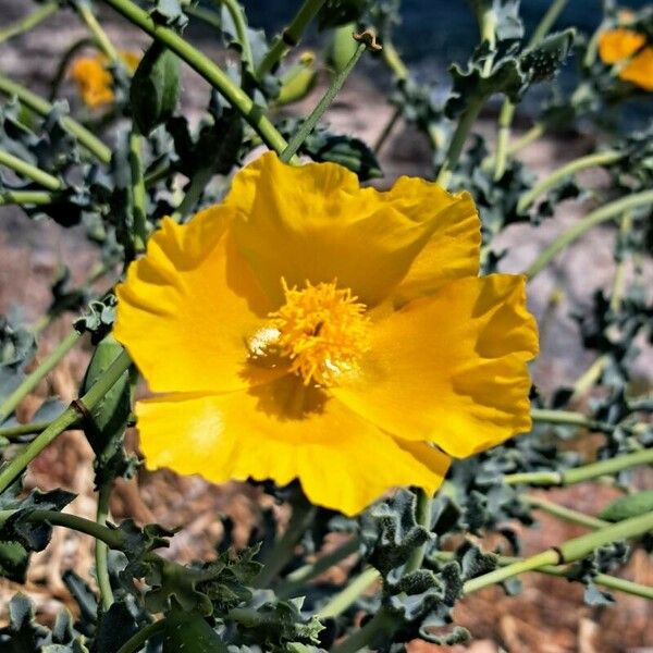 Glaucium flavum Flower