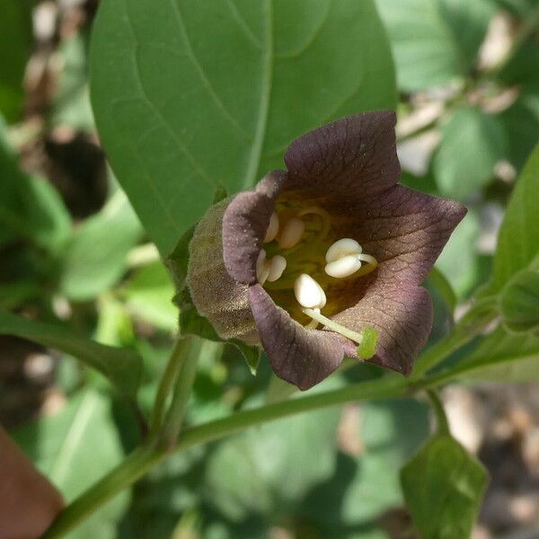 Atropa bella-donna Flor