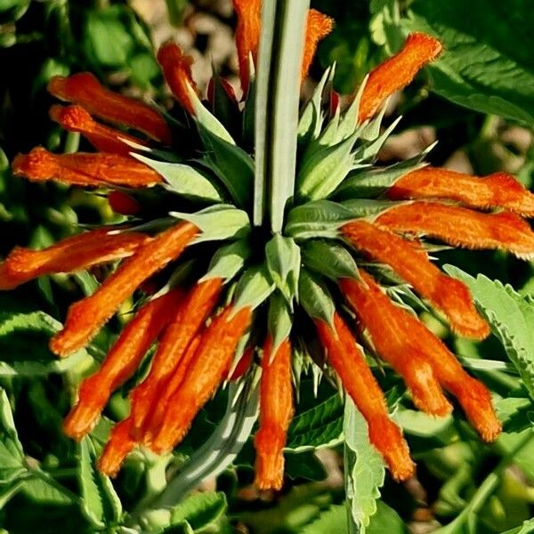 Leonotis nepetifolia Blomst