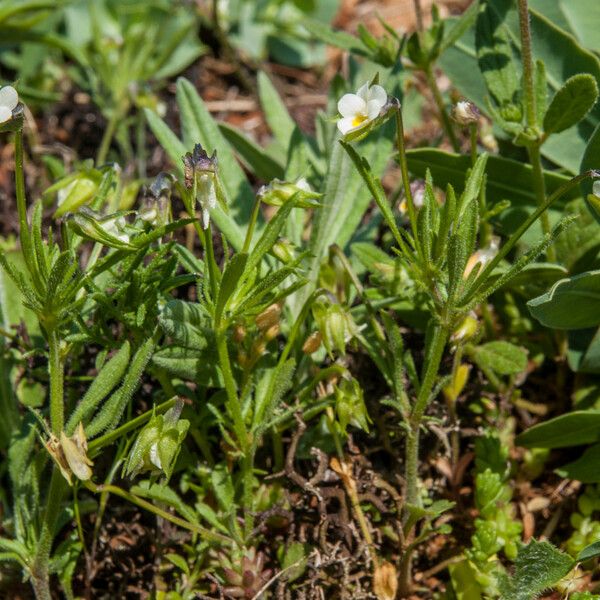 Viola kitaibeliana Habit