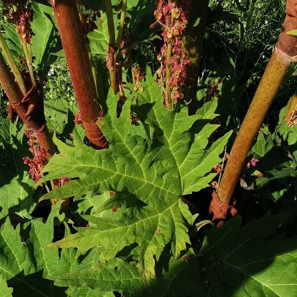 Rheum palmatum Feuille