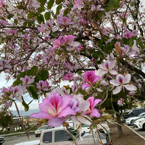 Bauhinia variegata Kvet