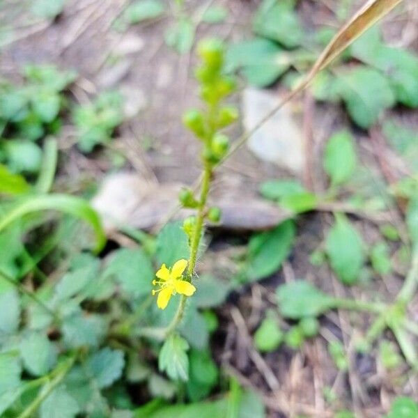 Agrimonia gryposepala Flower