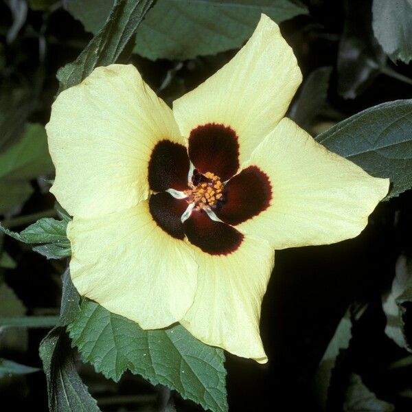 Hibiscus calyphyllus Květ