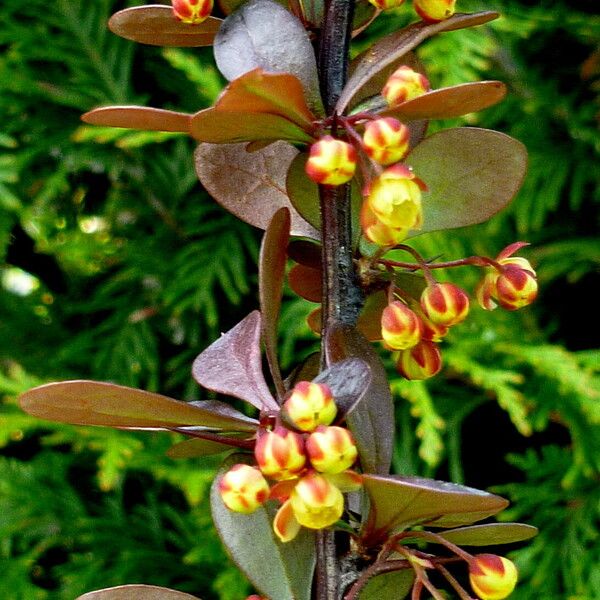 Berberis thunbergii 花