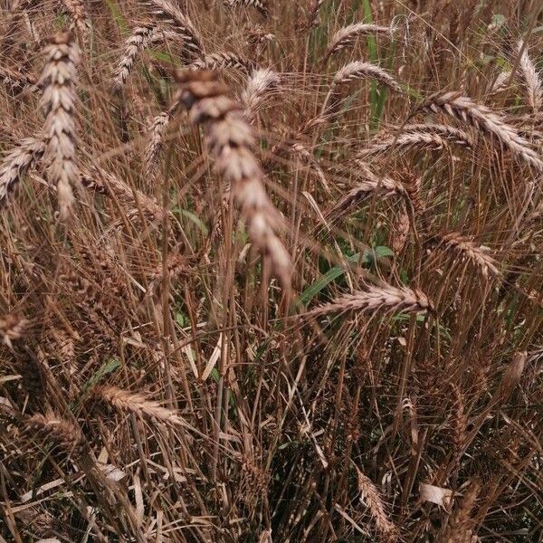 Triticum aestivum ഫലം