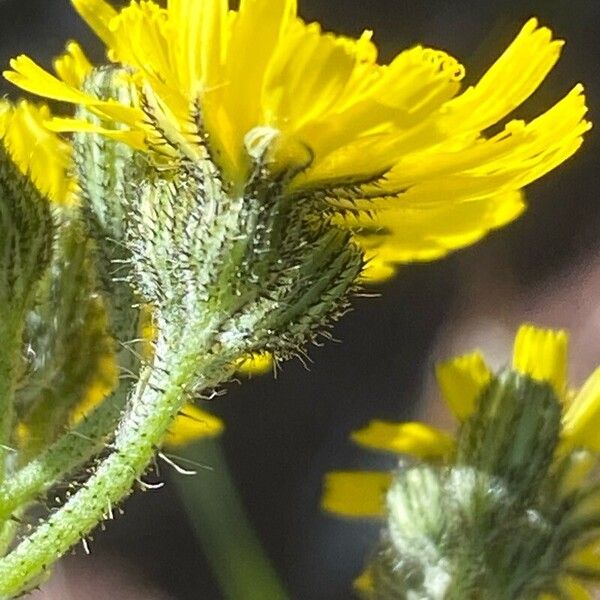 Pilosella piloselloides Blomst